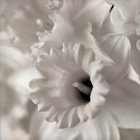 Florison - 45 White Modern Wood Framed Art Print by Blaustein, Alan