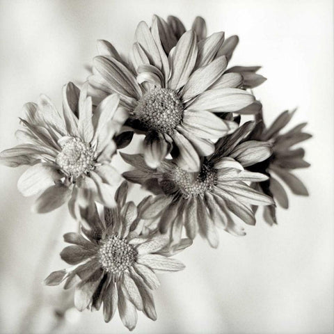 Florison - 40 White Modern Wood Framed Art Print by Blaustein, Alan