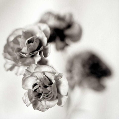 Florison - 39 White Modern Wood Framed Art Print by Blaustein, Alan