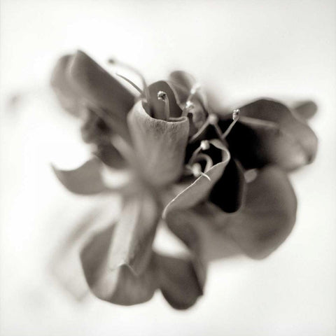 Florison - 37 Black Modern Wood Framed Art Print with Double Matting by Blaustein, Alan