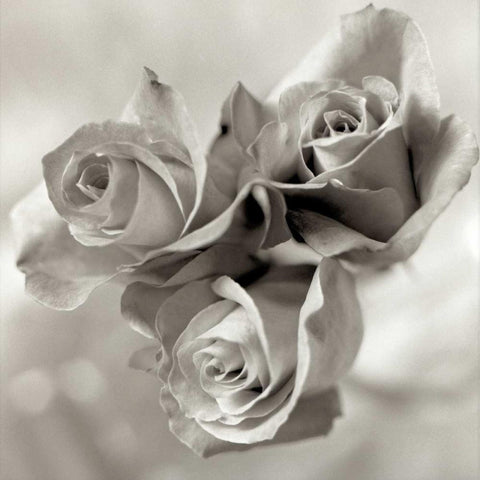 Florison - 36 Gold Ornate Wood Framed Art Print with Double Matting by Blaustein, Alan