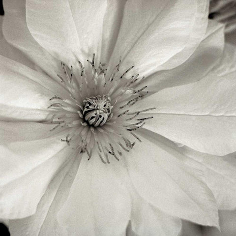 Florison - 32 Black Modern Wood Framed Art Print with Double Matting by Blaustein, Alan