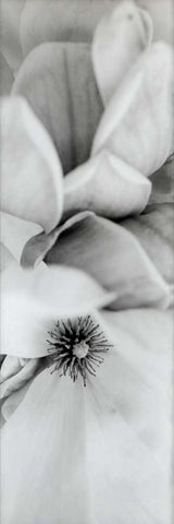 Magnolia - 2 White Modern Wood Framed Art Print with Double Matting by Blaustein, Alan