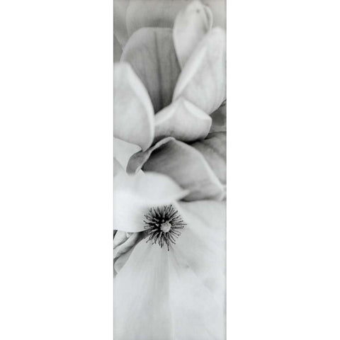 Magnolia - 2 Black Modern Wood Framed Art Print by Blaustein, Alan