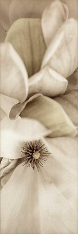 Florison - 70 Black Ornate Wood Framed Art Print with Double Matting by Blaustein, Alan