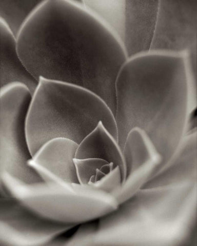 Florison - 25 Black Ornate Wood Framed Art Print with Double Matting by Blaustein, Alan