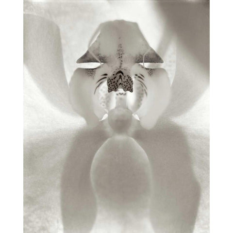 Florison - 26 White Modern Wood Framed Art Print by Blaustein, Alan