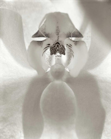 Florison - 26 White Modern Wood Framed Art Print with Double Matting by Blaustein, Alan