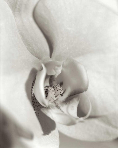 Florison - 22 White Modern Wood Framed Art Print with Double Matting by Blaustein, Alan