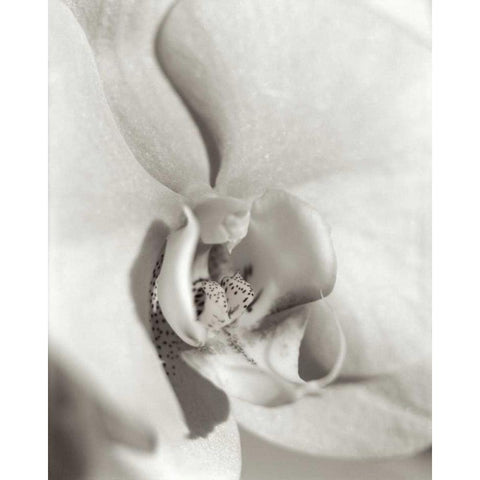 Florison - 22 Black Modern Wood Framed Art Print by Blaustein, Alan