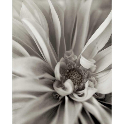 Florison - 21 Black Modern Wood Framed Art Print with Double Matting by Blaustein, Alan