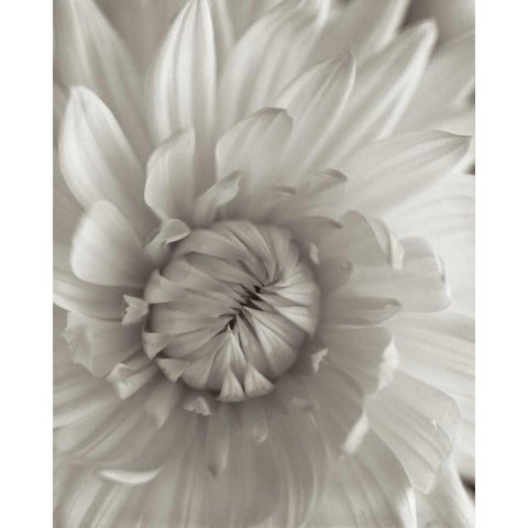 Florison - 24 Black Modern Wood Framed Art Print by Blaustein, Alan