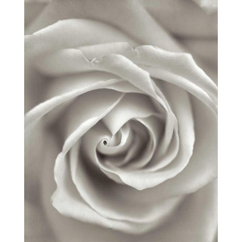 Florison - 23 White Modern Wood Framed Art Print by Blaustein, Alan