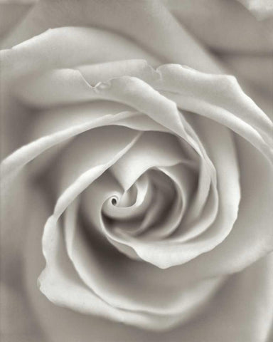 Florison - 23 White Modern Wood Framed Art Print with Double Matting by Blaustein, Alan