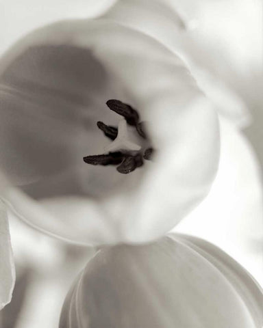 Florison - 16 Black Ornate Wood Framed Art Print with Double Matting by Blaustein, Alan