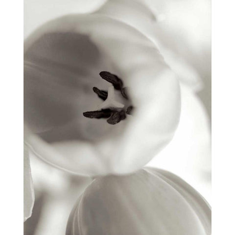 Florison - 16 Black Modern Wood Framed Art Print by Blaustein, Alan