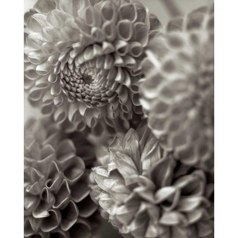 Florison - 13 Black Modern Wood Framed Art Print by Blaustein, Alan