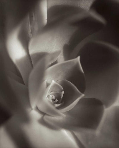 Florison - 11 Black Ornate Wood Framed Art Print with Double Matting by Blaustein, Alan