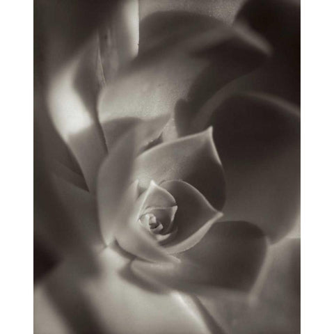 Florison - 11 Black Modern Wood Framed Art Print by Blaustein, Alan