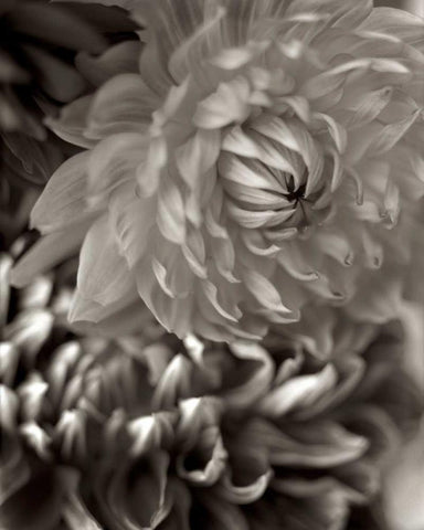 Florison - 10 Black Ornate Wood Framed Art Print with Double Matting by Blaustein, Alan