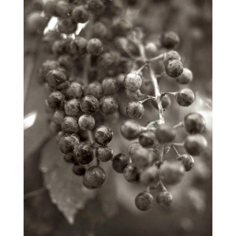 Florison - 9 White Modern Wood Framed Art Print by Blaustein, Alan