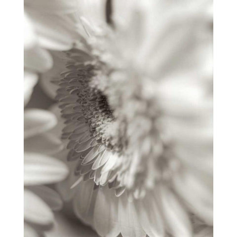 Florison - 4 Black Modern Wood Framed Art Print with Double Matting by Blaustein, Alan