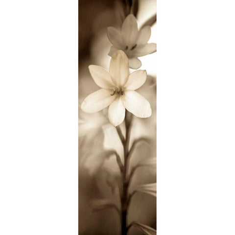 Florison - 71 White Modern Wood Framed Art Print by Blaustein, Alan