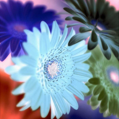 Floral Color - 1 White Modern Wood Framed Art Print by Blaustein, Alan