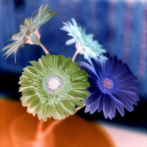 Floral Color - 3 White Modern Wood Framed Art Print by Blaustein, Alan