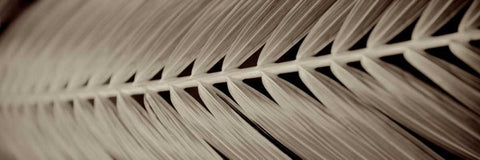 Florison - 99 Black Ornate Wood Framed Art Print with Double Matting by Blaustein, Alan