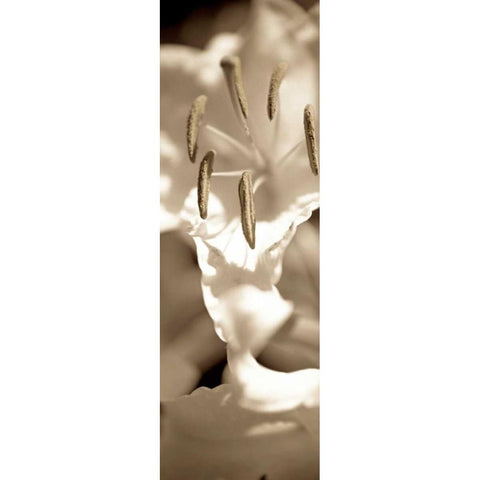 Florison - 75 Black Modern Wood Framed Art Print by Blaustein, Alan
