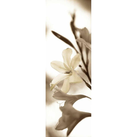 Florison - 76 White Modern Wood Framed Art Print by Blaustein, Alan