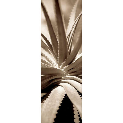 Florison - 77 Black Modern Wood Framed Art Print by Blaustein, Alan