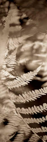 Florison - 80 White Modern Wood Framed Art Print with Double Matting by Blaustein, Alan