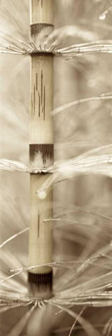 Florison - 93 White Modern Wood Framed Art Print with Double Matting by Blaustein, Alan