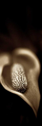 Florison - 96 Black Ornate Wood Framed Art Print with Double Matting by Blaustein, Alan