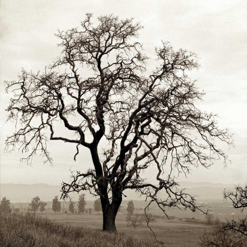 Sonoma Oak - 1 White Modern Wood Framed Art Print by Blaustein, Alan