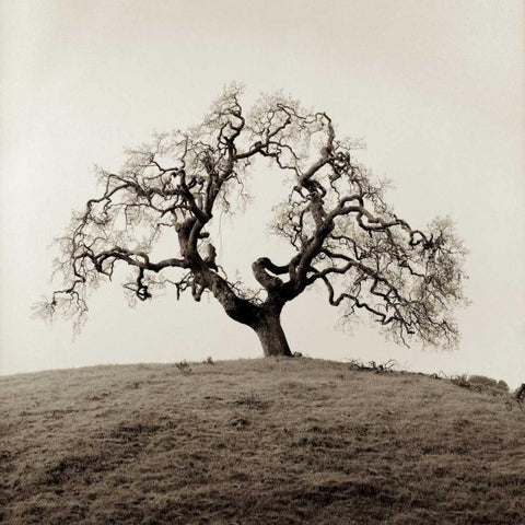 Sonoma Oak - 2 Black Modern Wood Framed Art Print by Blaustein, Alan