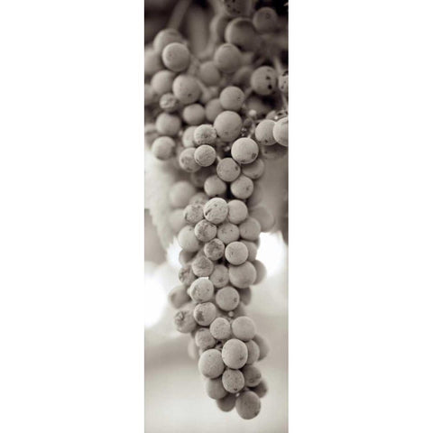 Grapes Pano - 9 Gold Ornate Wood Framed Art Print with Double Matting by Blaustein, Alan