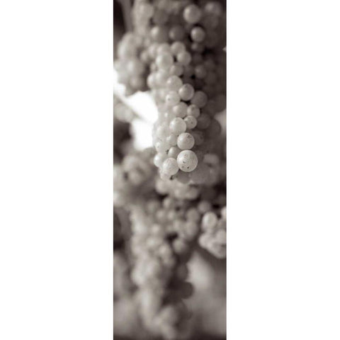 Grapes Pano - 10 White Modern Wood Framed Art Print by Blaustein, Alan