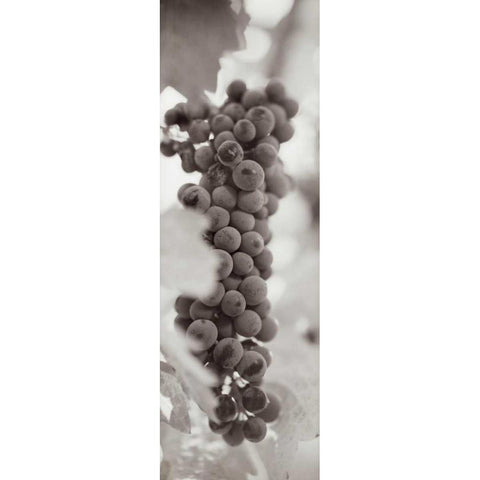 Grapes Pano - 2 White Modern Wood Framed Art Print by Blaustein, Alan