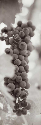 Grapes Pano - 2 White Modern Wood Framed Art Print with Double Matting by Blaustein, Alan