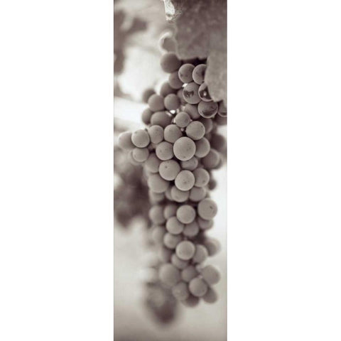 Grapes Pano - 3 Black Modern Wood Framed Art Print with Double Matting by Blaustein, Alan