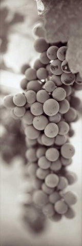 Grapes Pano - 3 White Modern Wood Framed Art Print with Double Matting by Blaustein, Alan