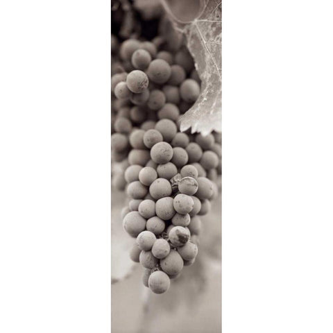 Grapes Pano - 1 White Modern Wood Framed Art Print by Blaustein, Alan