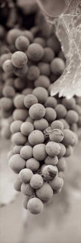 Grapes Pano - 1 White Modern Wood Framed Art Print with Double Matting by Blaustein, Alan