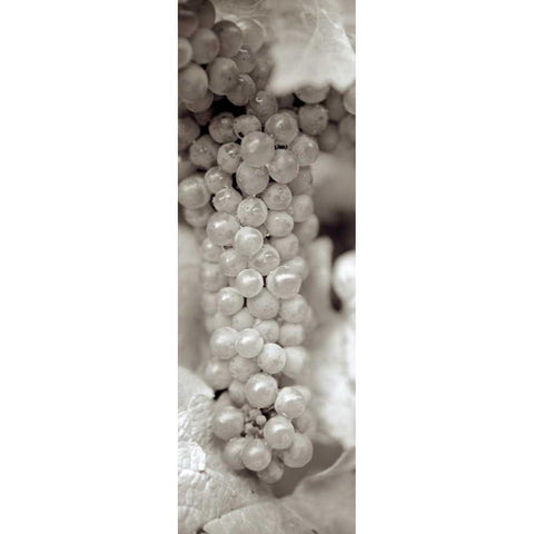 Grapes Pano - 12 Black Modern Wood Framed Art Print with Double Matting by Blaustein, Alan