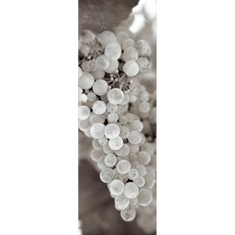 Grapes Pano - 13 White Modern Wood Framed Art Print by Blaustein, Alan