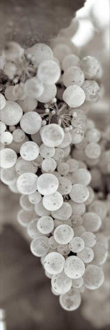 Grapes Pano - 13 White Modern Wood Framed Art Print with Double Matting by Blaustein, Alan