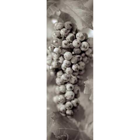 Grapes Pano - 14 White Modern Wood Framed Art Print by Blaustein, Alan